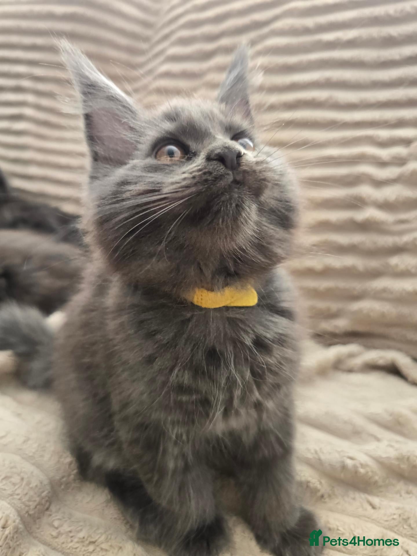Maine Coon cats Blue Maine Coon tica registered  - Advert 1