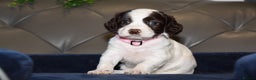 Cocker Spaniel dogs for sale: Kc Reg Health Tested Cocker Spaniel Puppies - Advert 35