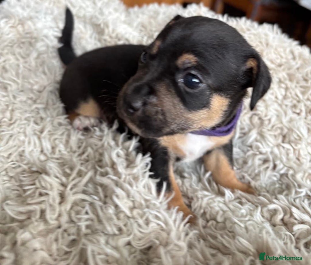 Jack Russell dogs for sale: Miniture Jack Russell - Image 15