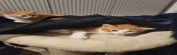 Mixed Breed cats for sale: 4 Gorgeous kittens looking for new home - Advert 12