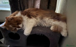 Persian cats for sale: Ginger big boy half Persian  - Image 4