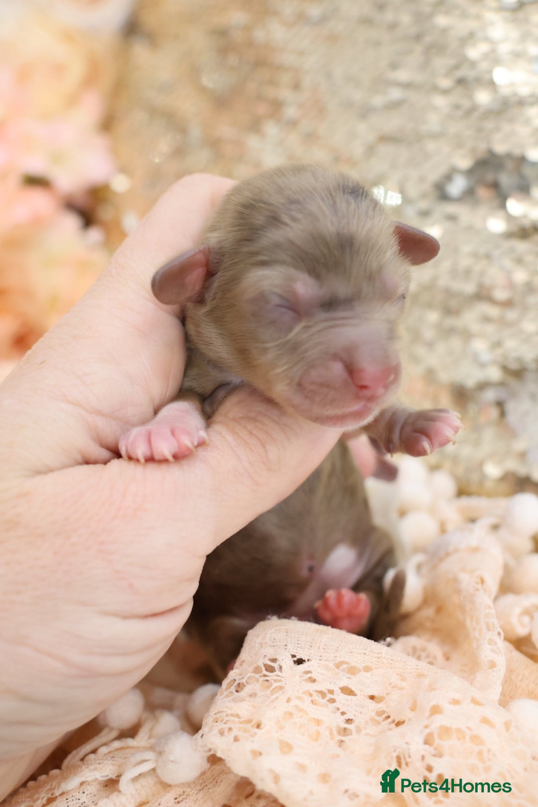 Miniature Dachshund dogs for sale: KC Longhair Miniature Dachshund Puppies - Advert 14