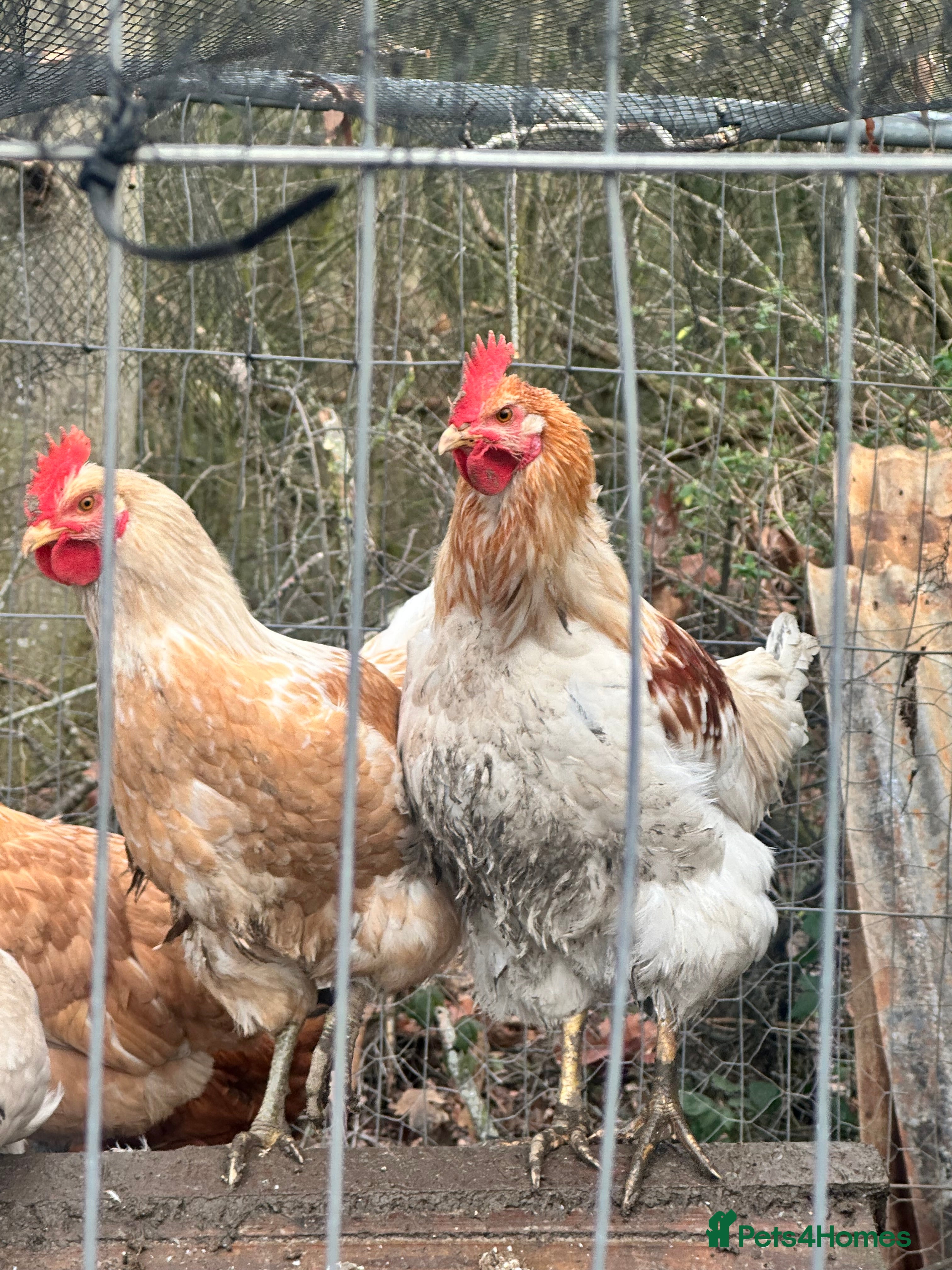 Chickens poultry Free cockerels  - Advert 1