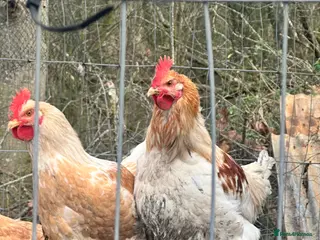 Chickens poultry Free cockerels - Advert 1