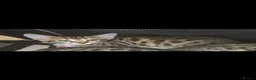 Bengal cats for sale: Beautiful Bengal cross kittens  - Advert 3