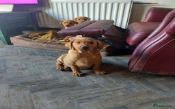 Labrador Retriever dogs for sale: Labrador puppies  - Image 8