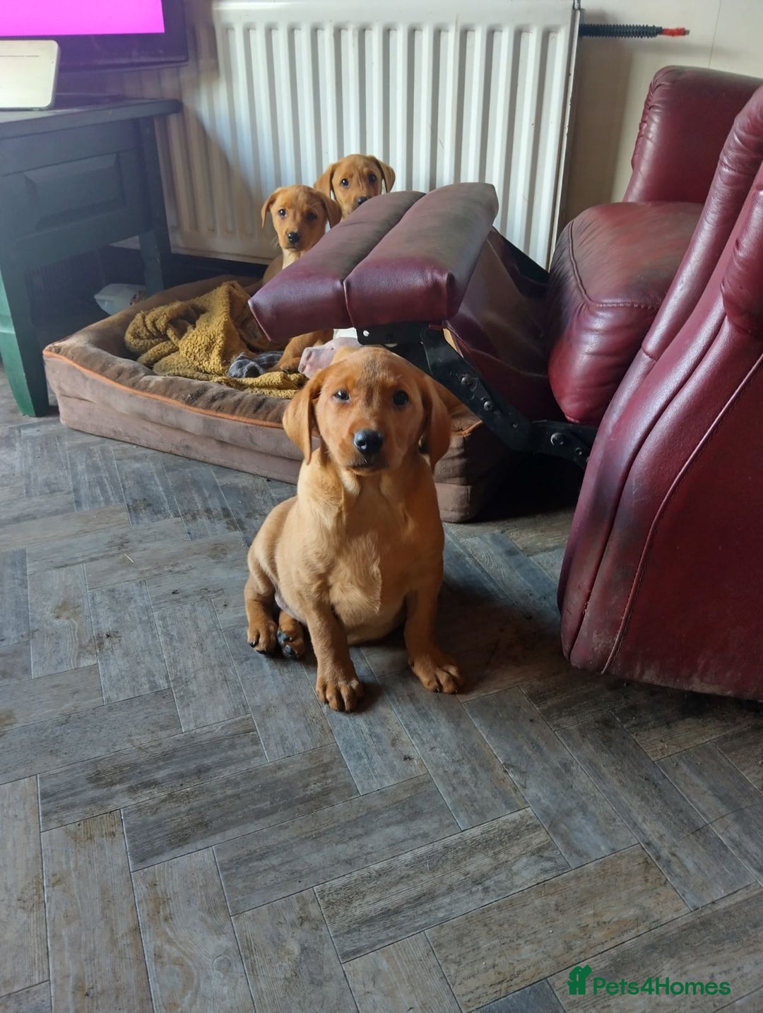 Labrador Retriever dogs for sale: Labrador puppies  - Image 8