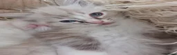 Ragdoll cats for sale: THREE SUPERB RAGDOLL BOYS - Advert 10
