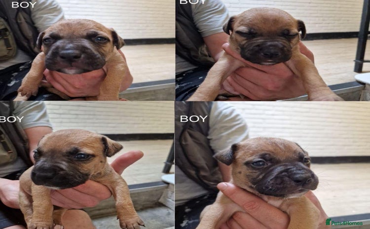 Mixed Breed dogs - Advert 1