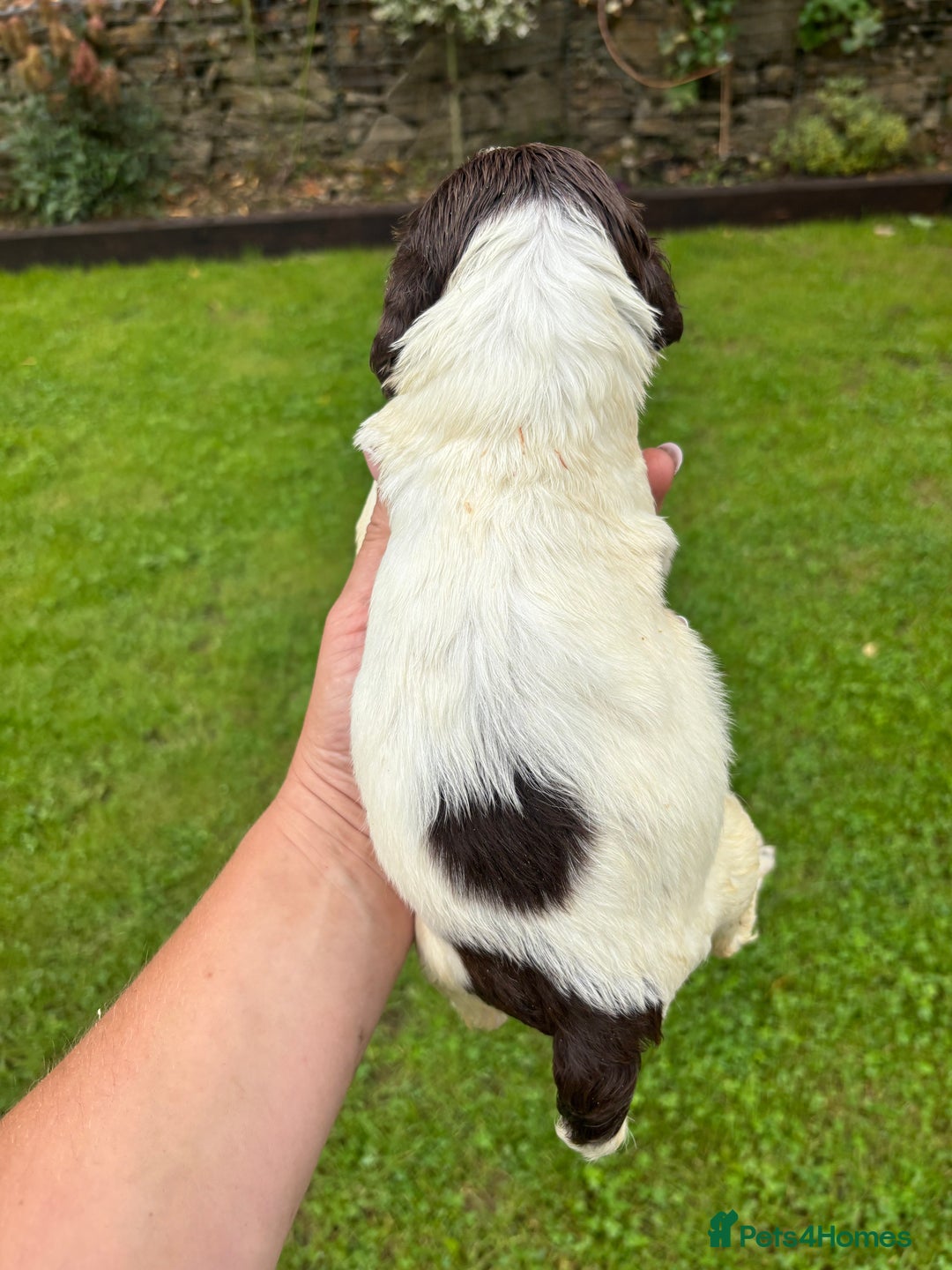 English Springer Spaniel dogs for sale: Springer Spaniel Puppies  - Image 29