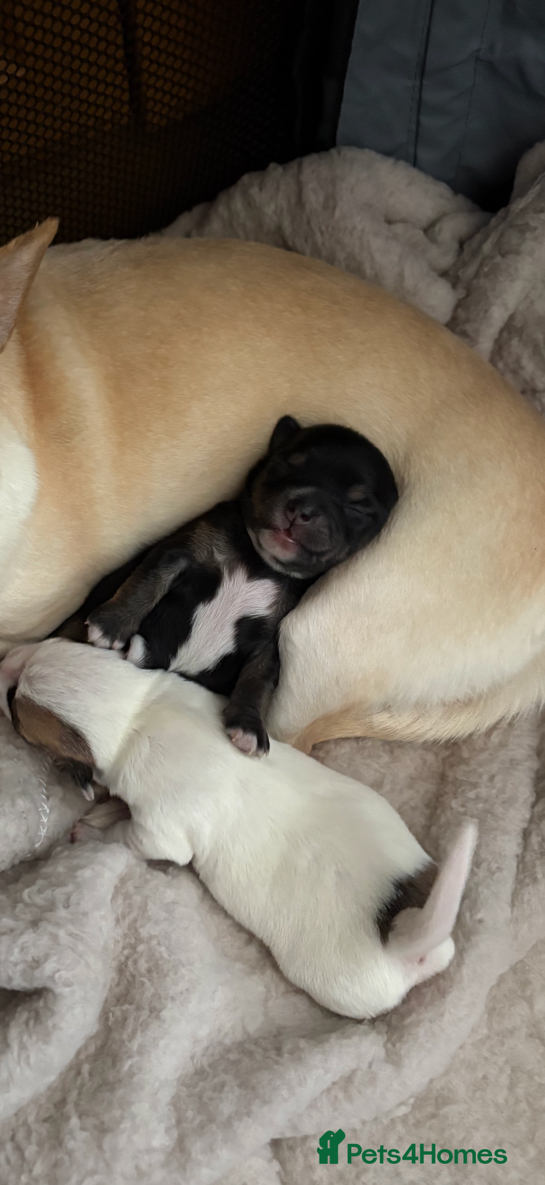 Chihuahua dogs for sale: Female Chihuahua Puppy💕 - Advert 10