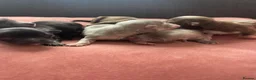 Chihuahua dogs for sale: Chihuahua puppies  - Advert 11