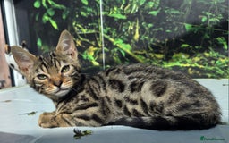 Bengal cats for sale: CUTE SNOW & BROWN BENGAL KITTENS (TICA REG) - Image 7