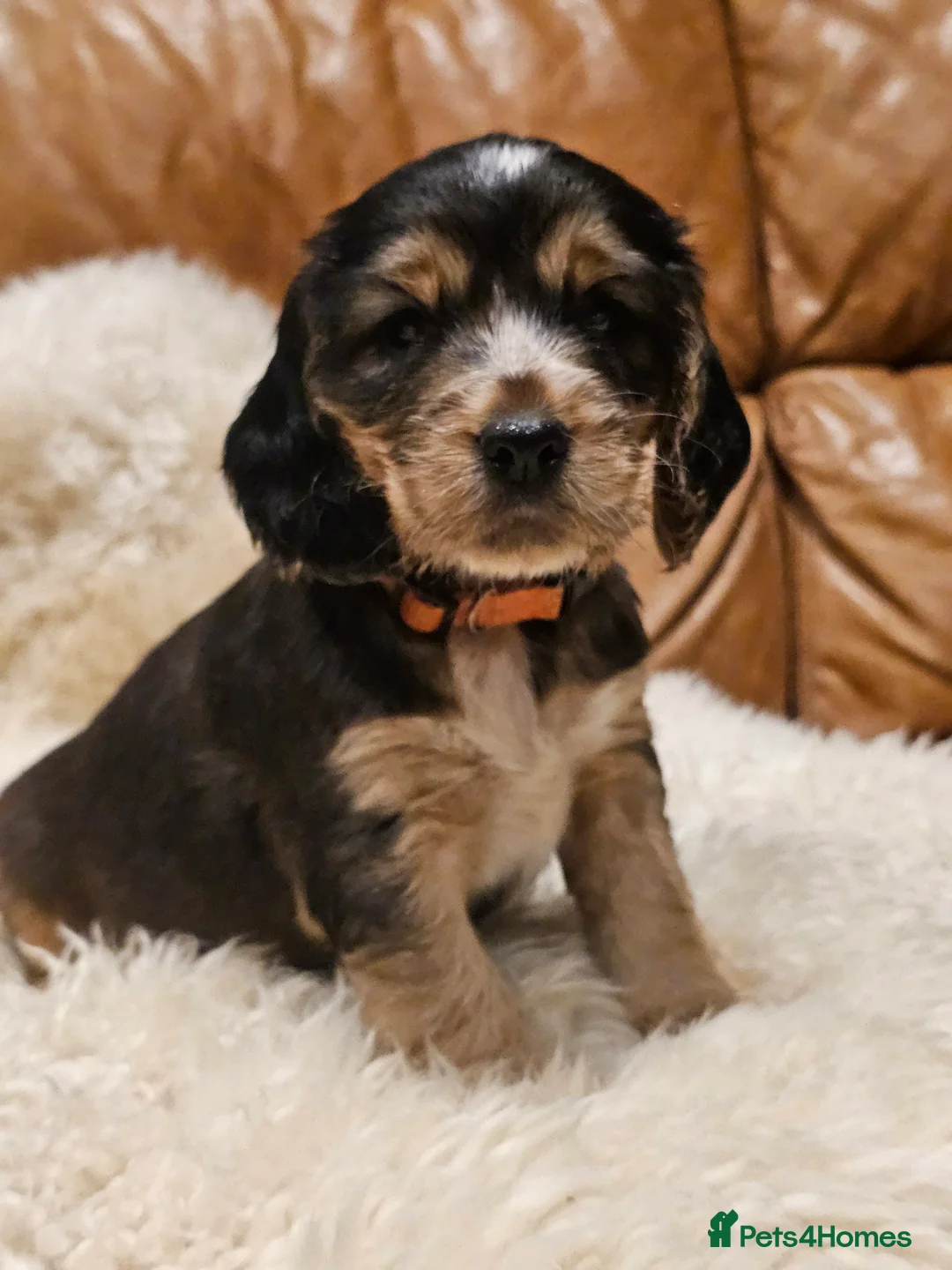 Cocker Spaniel dogs for sale: 5* Show Type Cocker Spaniels Villaspaniol Lines - Advert 30