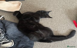 Domestic Shorthair cats for sale: Cat for rehoming  - Image 3