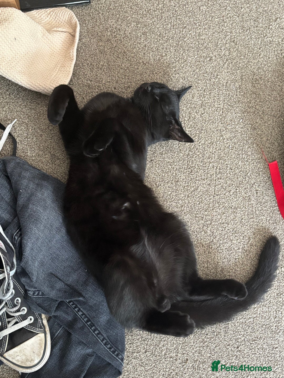 Domestic Shorthair cats for sale: Cat for rehoming  - Image 3