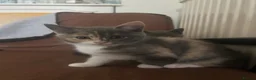 British Shorthair cats for sale: 4 kittens for sale - Advert 6