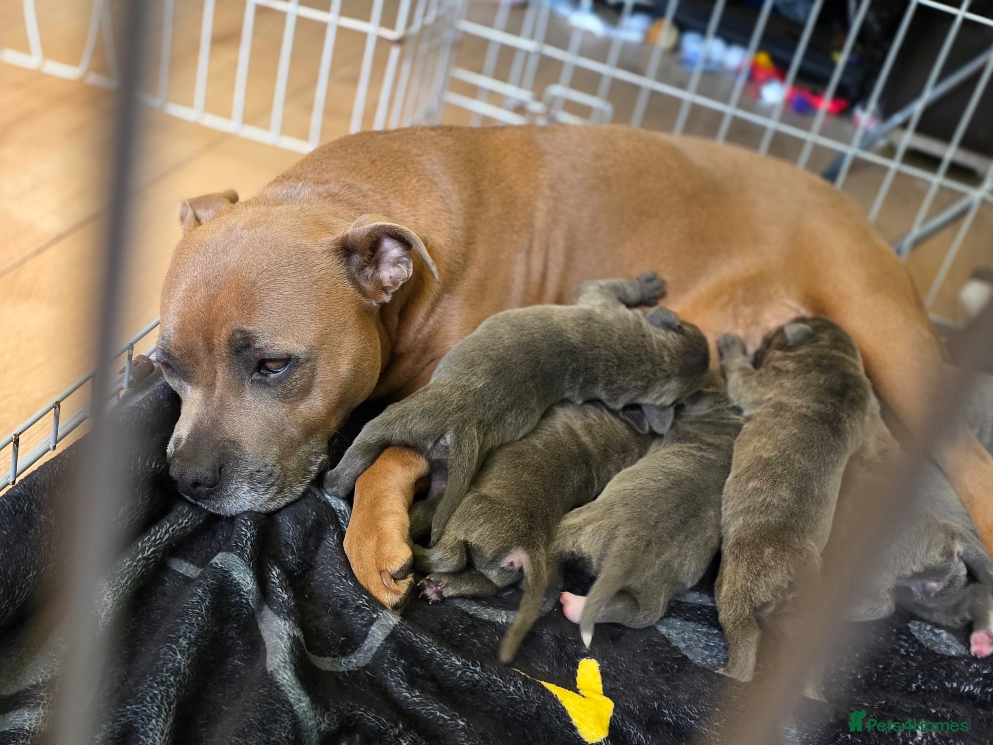 Mixed Breed dogs Staffordshire bull terrier x cane corso - Advert 3