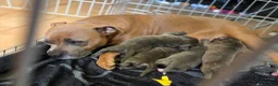 Mixed Breed dogs for sale: Staffordshire bull terrier x cane corso - Advert 1