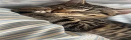 Mixed Breed cats for sale: Kittens *85* if picked up today - Advert 16