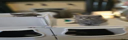 British Longhair cats for sale: One gorgeous british blue longhair girl  - Advert 2