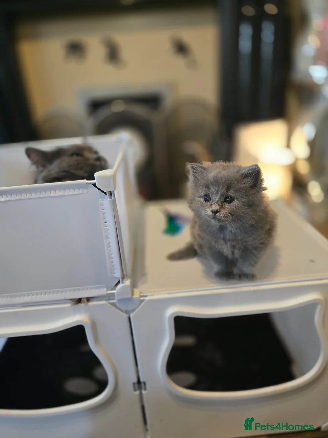 British Longhair cats for sale: One gorgeous british blue longhair girl  - Advert 2