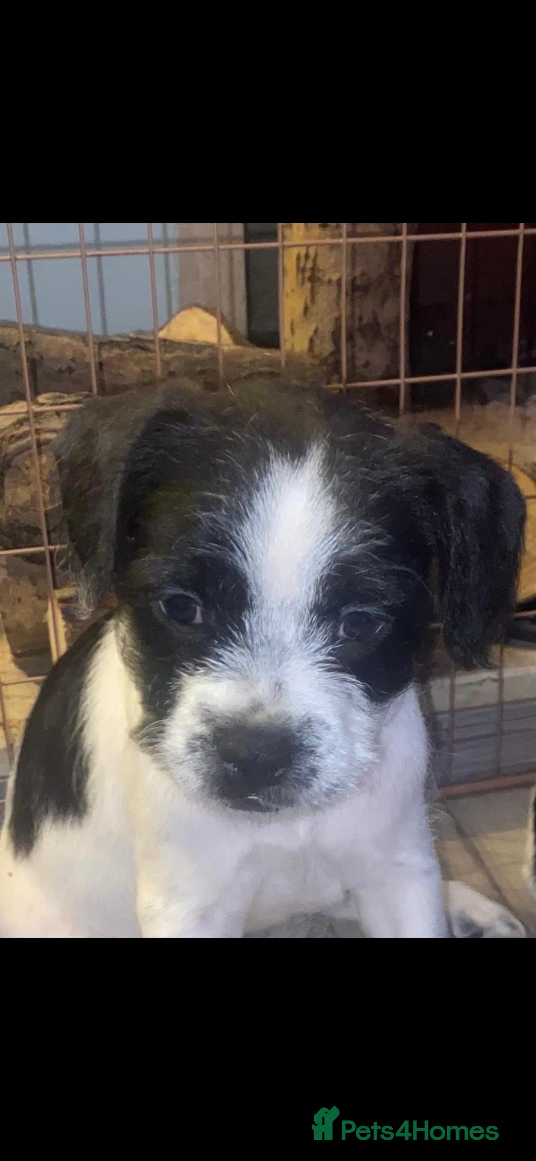 Mixed Breed dogs for sale: Frenchie cross - Advert 4