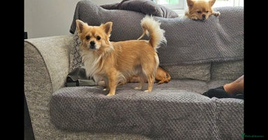 Chihuahua dogs - Advert 12