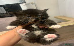 Mixed Breed cats for sale: Beautiful bundle of kittens ready for new homes  - Image 6
