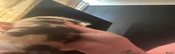 Mixed Breed cats for sale: 5 beautiful kittens  - Advert 3