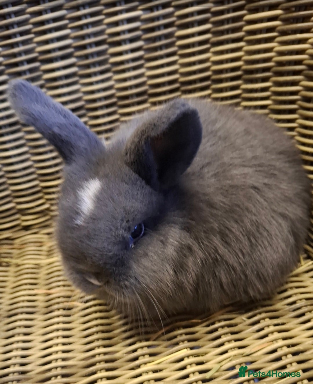 Mini Lop rabbits for sale: Bundle of fluffs ready to be reserved  - Advert 15