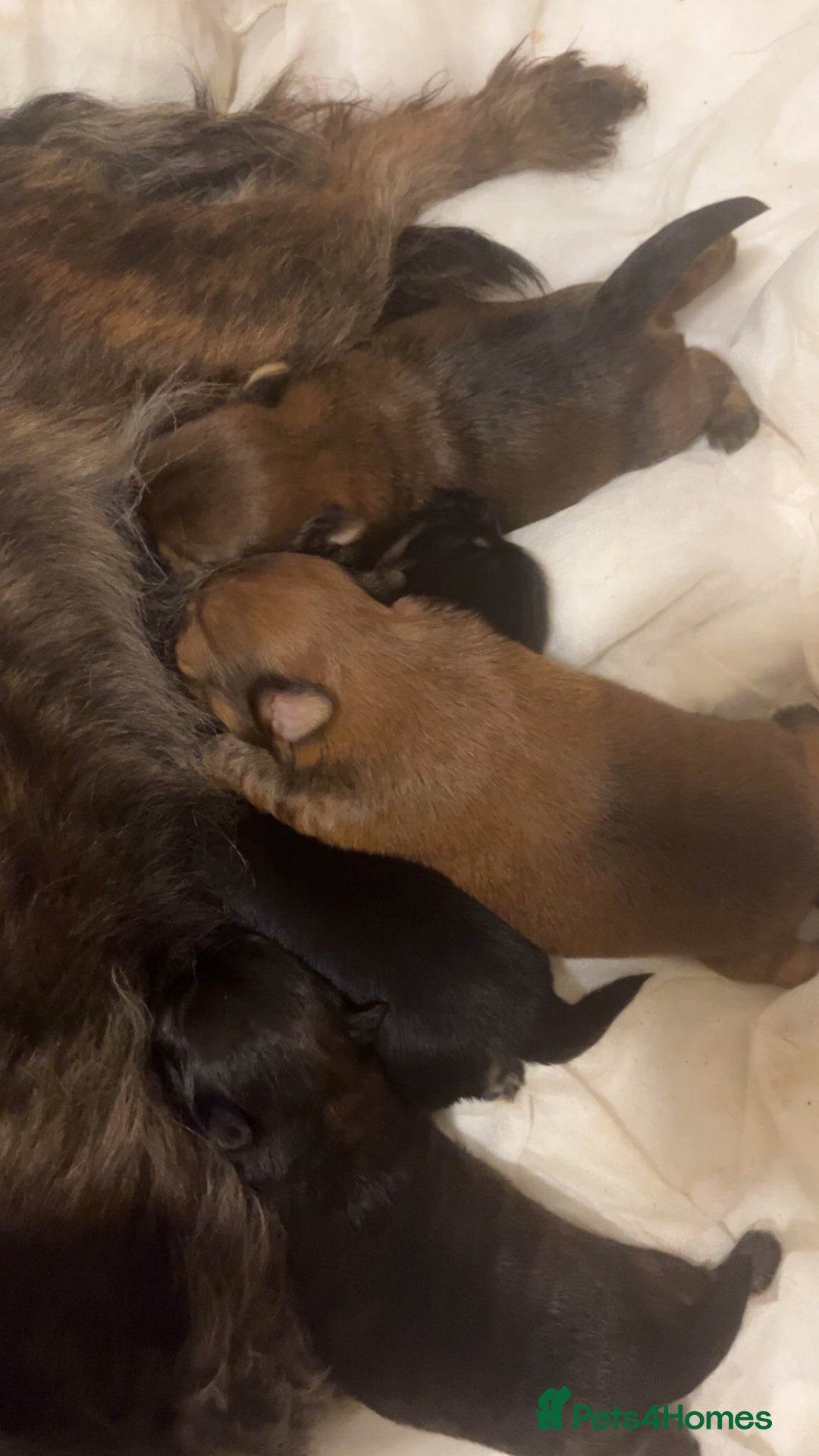 Mixed Breed dogs for sale: Cairn Terrier x Jack Russell Puppies - Image 7