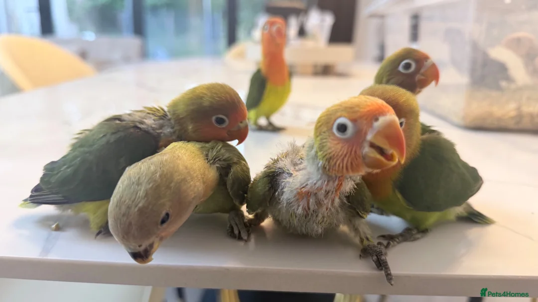 Lovebirds birds for sale: Silly tame and cuddly lovebird chicks - Advert 6