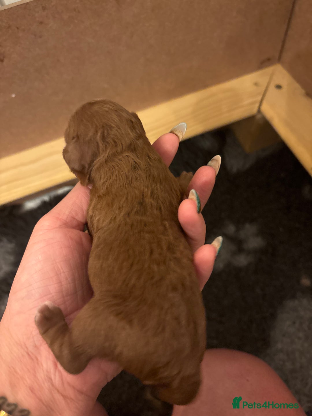 Cavapoo dogs for sale: Cavapoo F1B - Advert 15