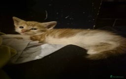 Mixed Breed cats for sale: Kittens looking for forever homes - Image 5