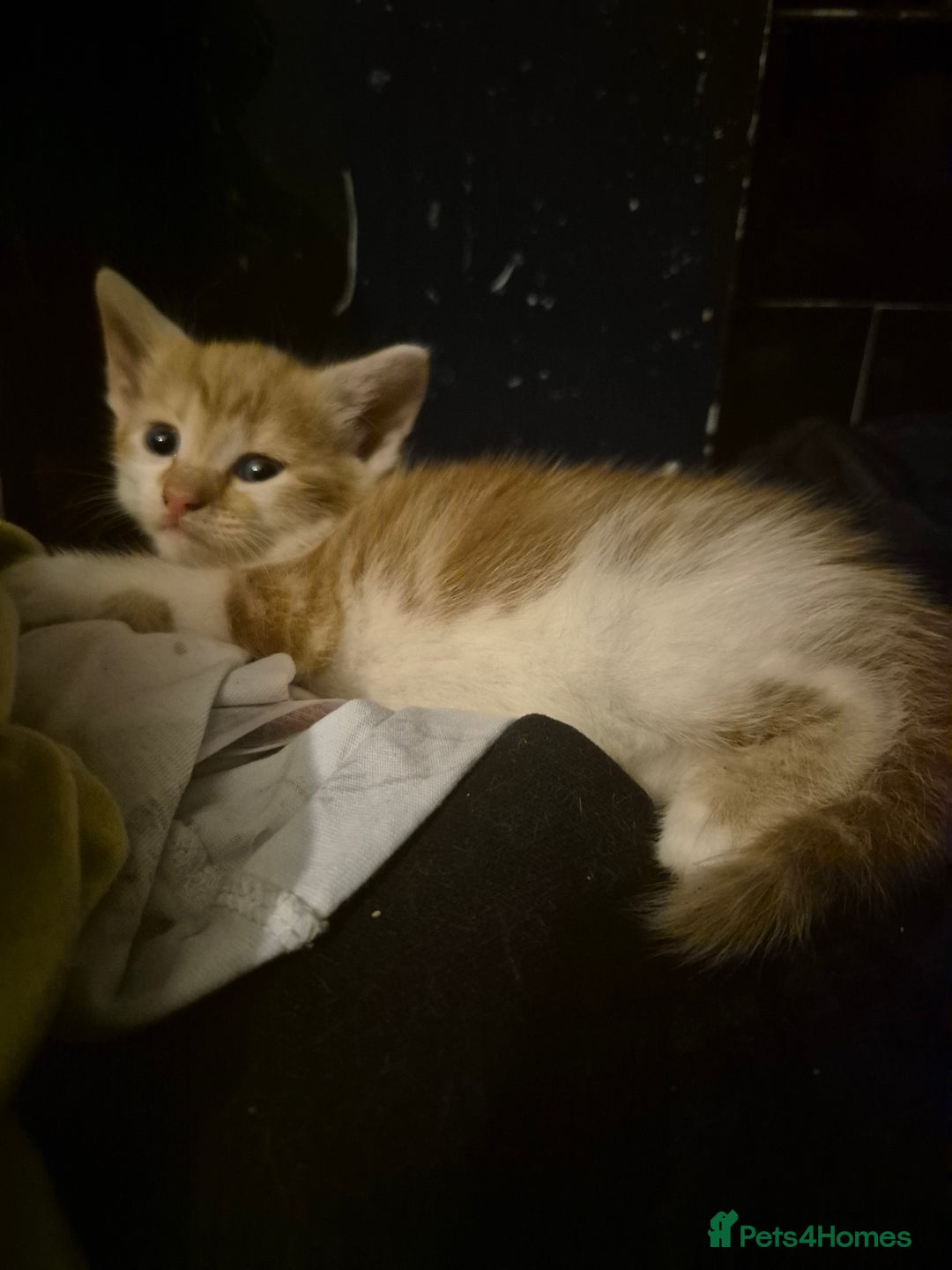 Mixed Breed cats for sale: Kittens looking for forever homes - Image 5