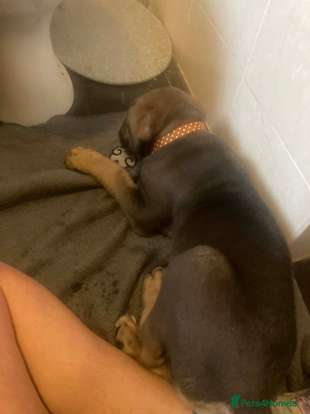 Cane Corso dogs for sale: Big furry floofballs - Advert 16