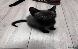 Mixed Breed cats for sale: 2 kittens looking for their fur-ever families  - Image 5