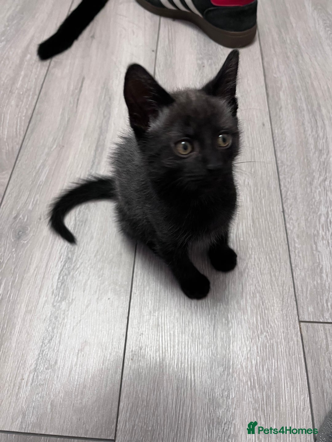 Mixed Breed cats for sale: 2 kittens looking for their fur-ever families  - Image 5