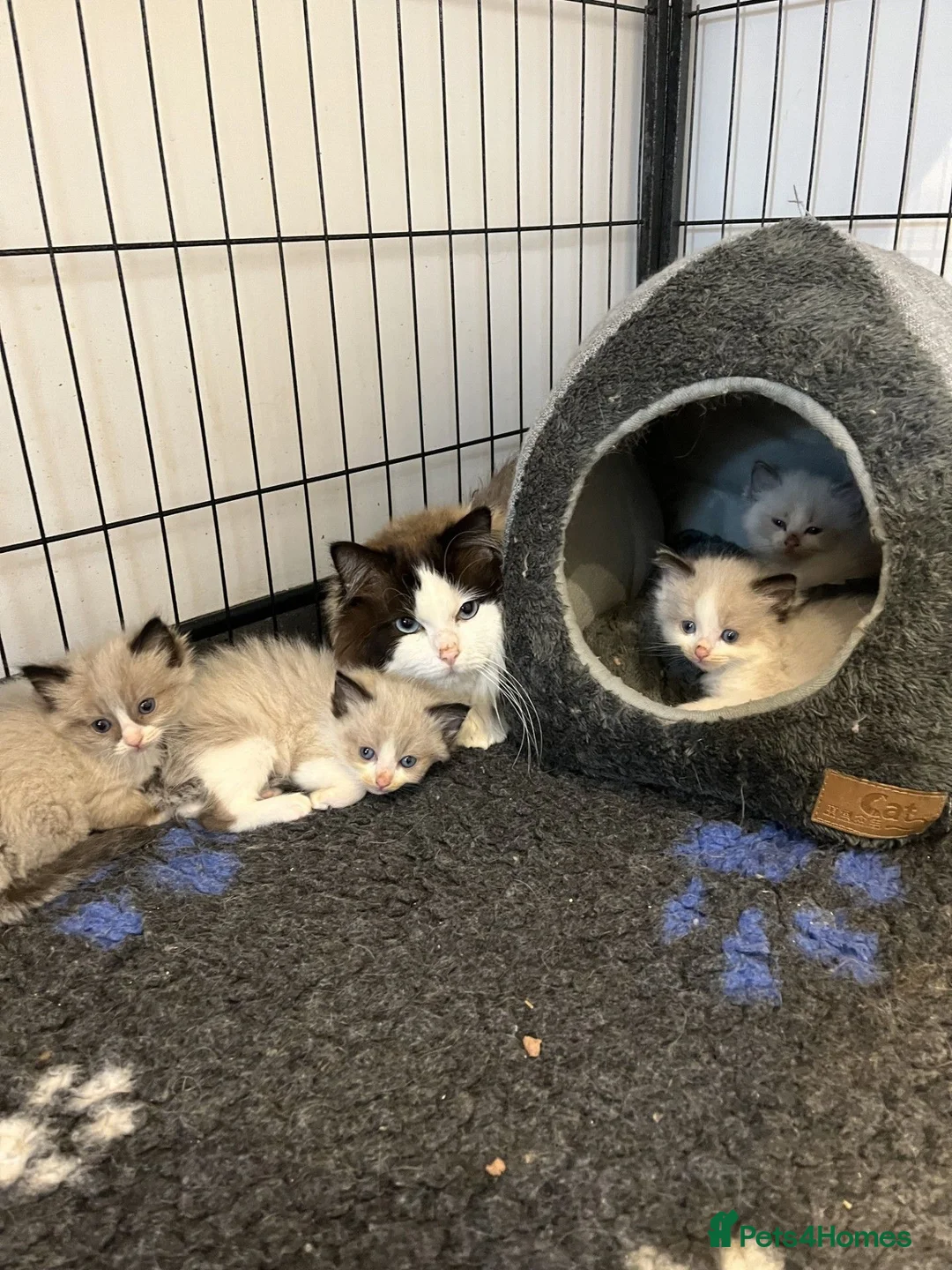 Ragdoll cats for sale: Breeding pair of Ragdolls - Advert 8