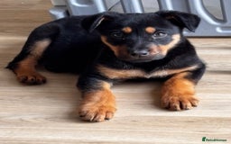 Rottweiler dogs for sale: Rottweiler puppy - Image 1