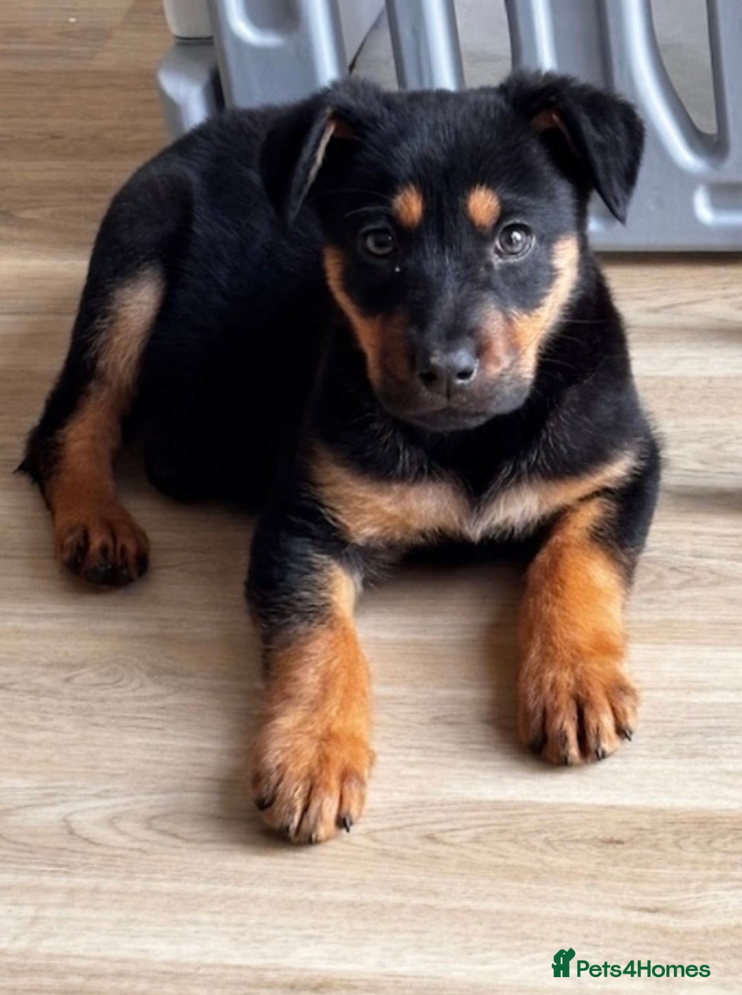 Rottweiler dogs for sale: Rottweiler puppy - Image 1