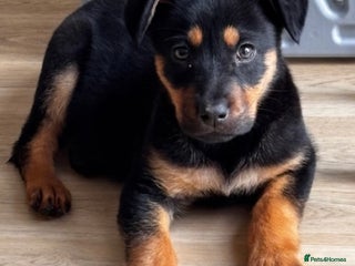 Rottweiler dogs - Advert 21