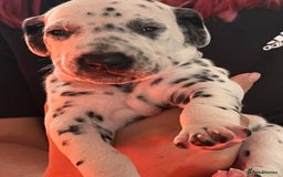 Dalmatian dogs for sale: Stunning Dalmatian puppies KC reg show winners - Image 4