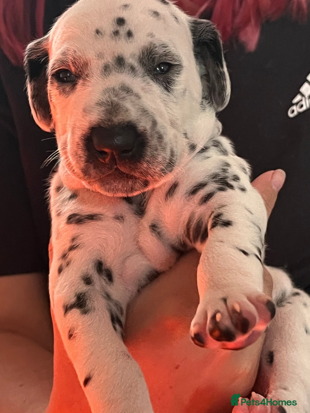 Dalmatian dogs for sale: Stunning Dalmatian puppies KC reg show winners - Image 4