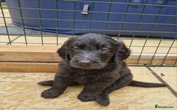 Goldendoodle dogs for sale: MultiGen Goldendoodles  - Image 6