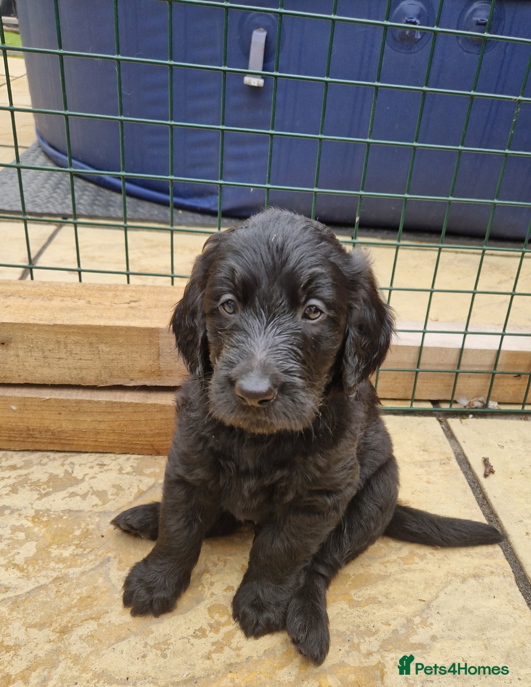 Goldendoodle dogs for sale: MultiGen Goldendoodles  - Image 6