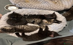 British Longhair cats for sale: British long hair x tabby - Image 1