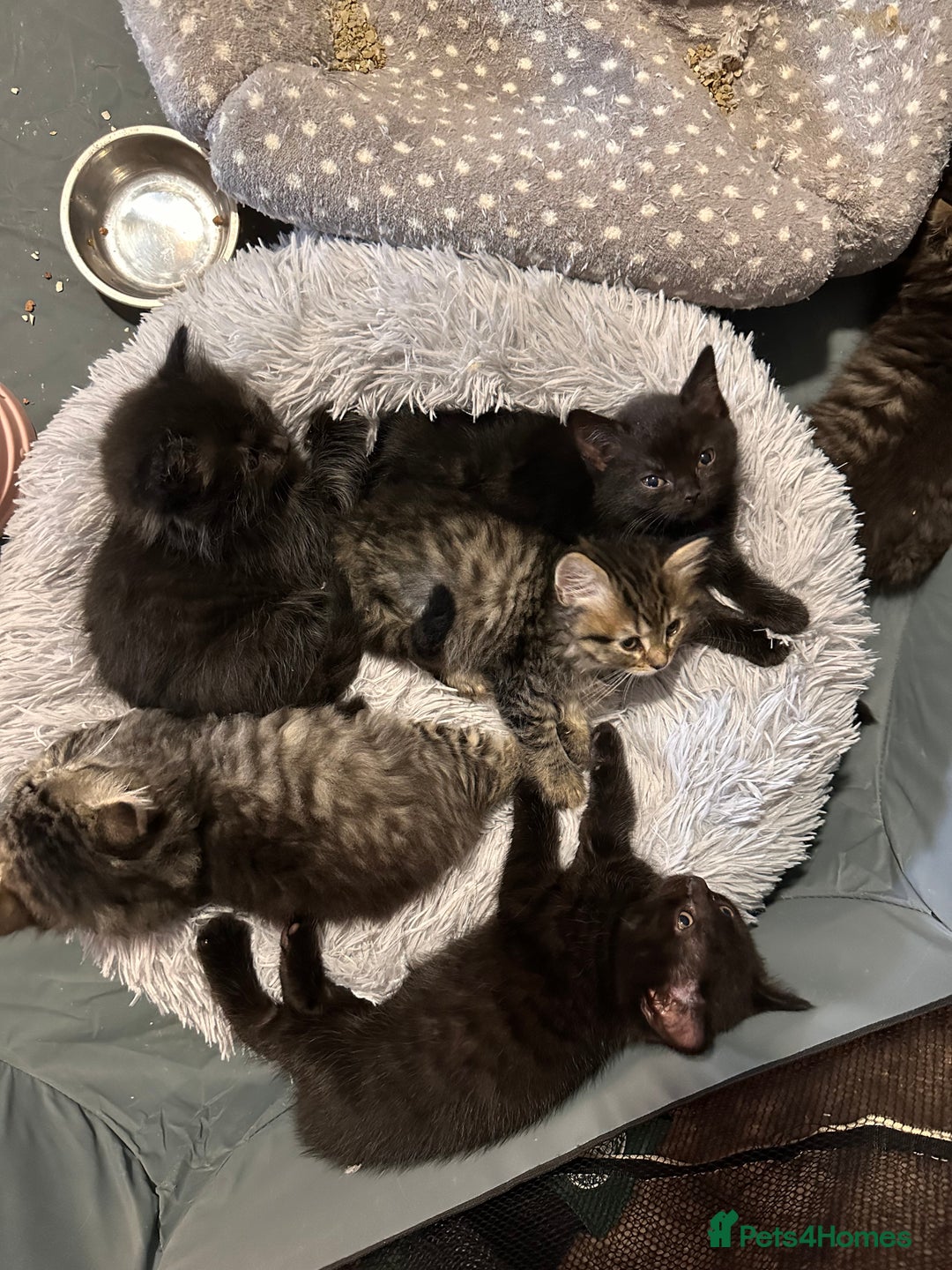British Longhair cats for sale: British long hair x tabby - Image 1