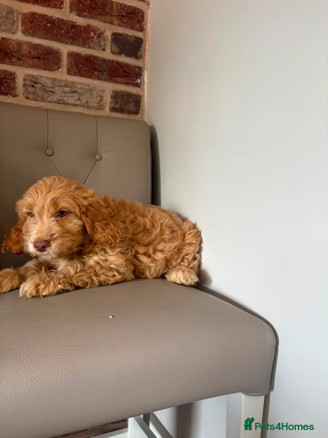 Cockapoo dogs for sale: Beutiful f1 cockapoo puppies in Wisbech - Advert 2
